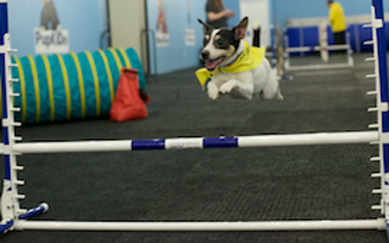 Jack Russell terrier jumping in agility class