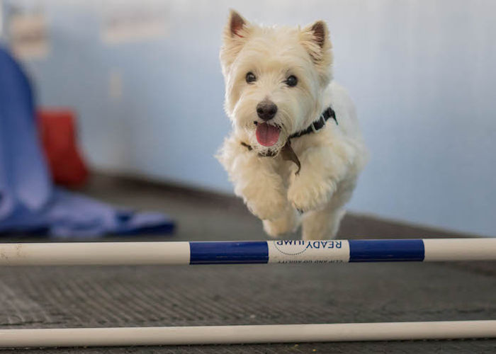 Westie jumping at agility