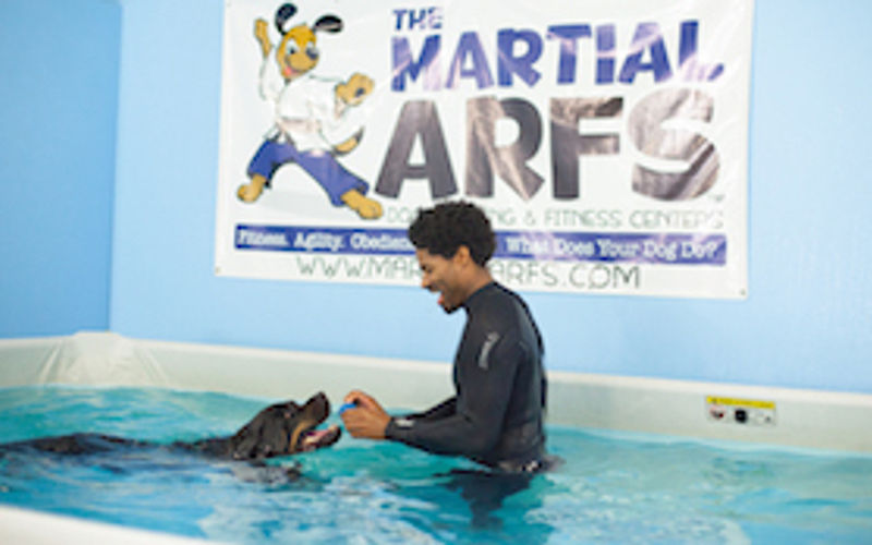 Rottweiler swimming in indoor heated dog pool