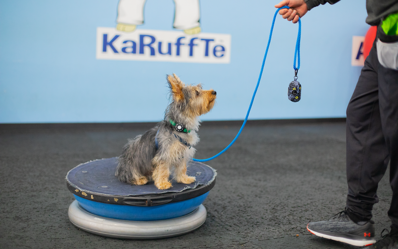 Sitting dog learning obedience