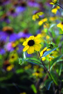 Brown-eyed Susan