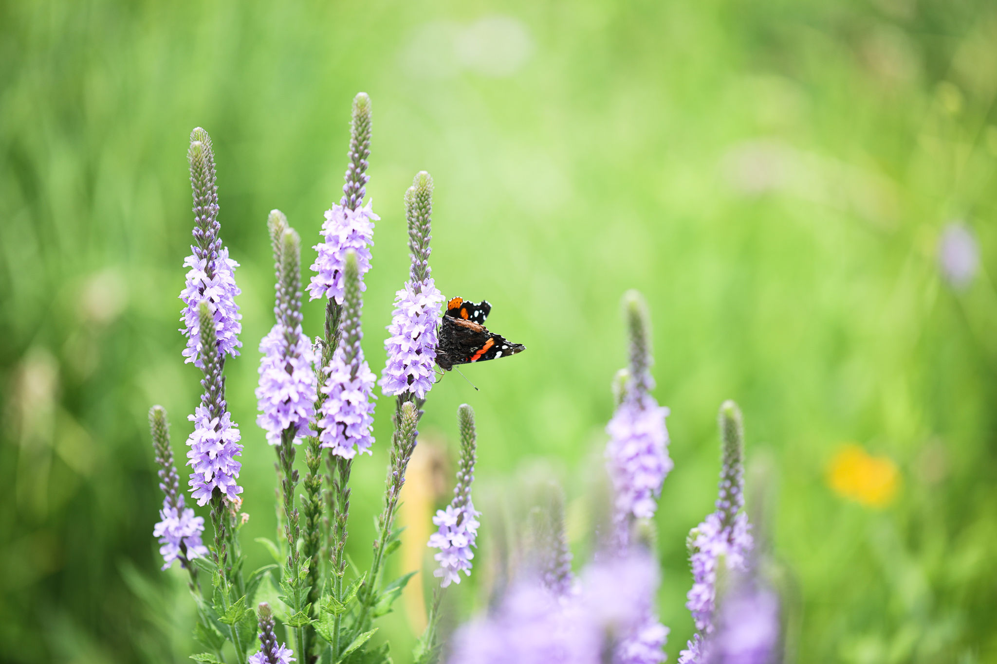 0.25 acre Pollinator Meadow 20/20: Seed Mix