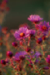 Thumbnail: 1-acre Classic Wet to Mesic Prairie 20/20: Seed Mix