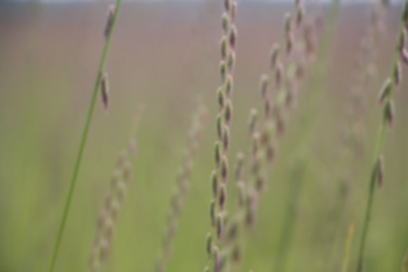 Side Oats Grama