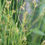 Thumbnail: 0.25 acre Waterway, Swale and Basin Mix  25/20: Seed Mix