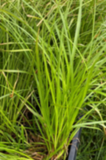 Pennsylvania sedge