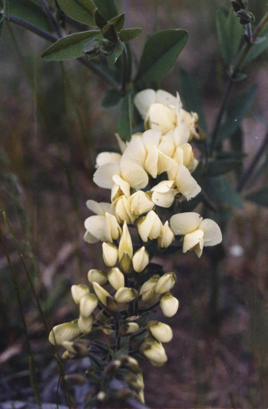 Cream wild indigo