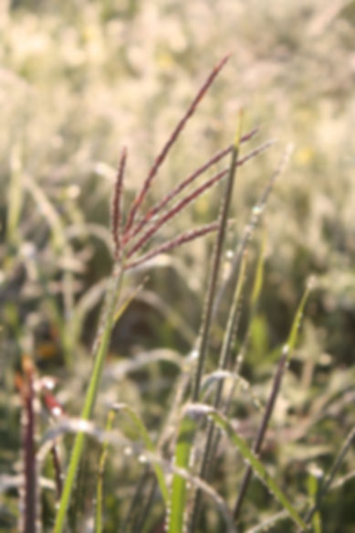 Grassland Bird and Pollinator Habitat 40/60: 500 sq ft Seed Mix