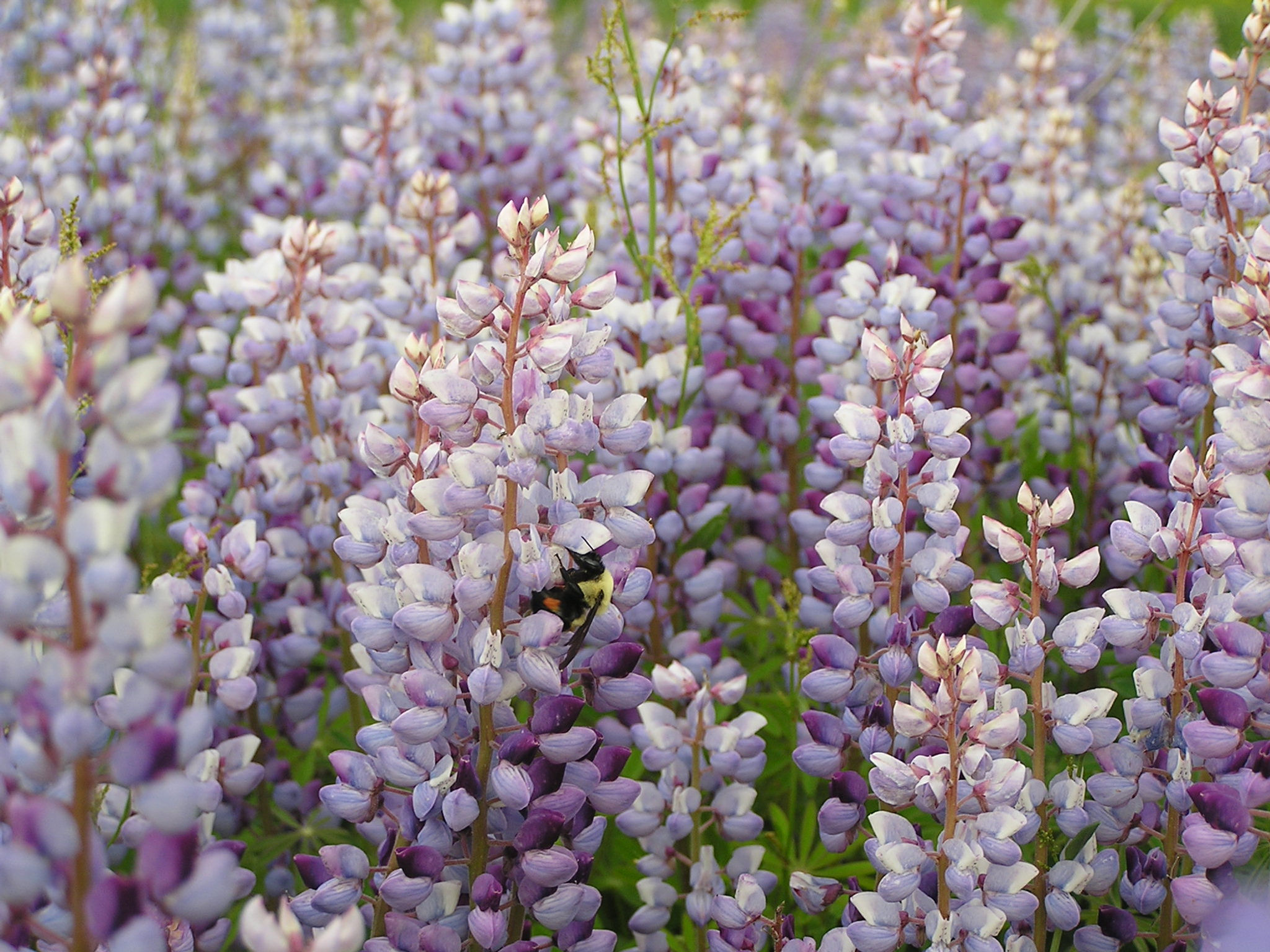 Wild blue lupine