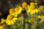 Thumbnail: 1-acre Classic Wet to Mesic Prairie 20/20: Seed Mix