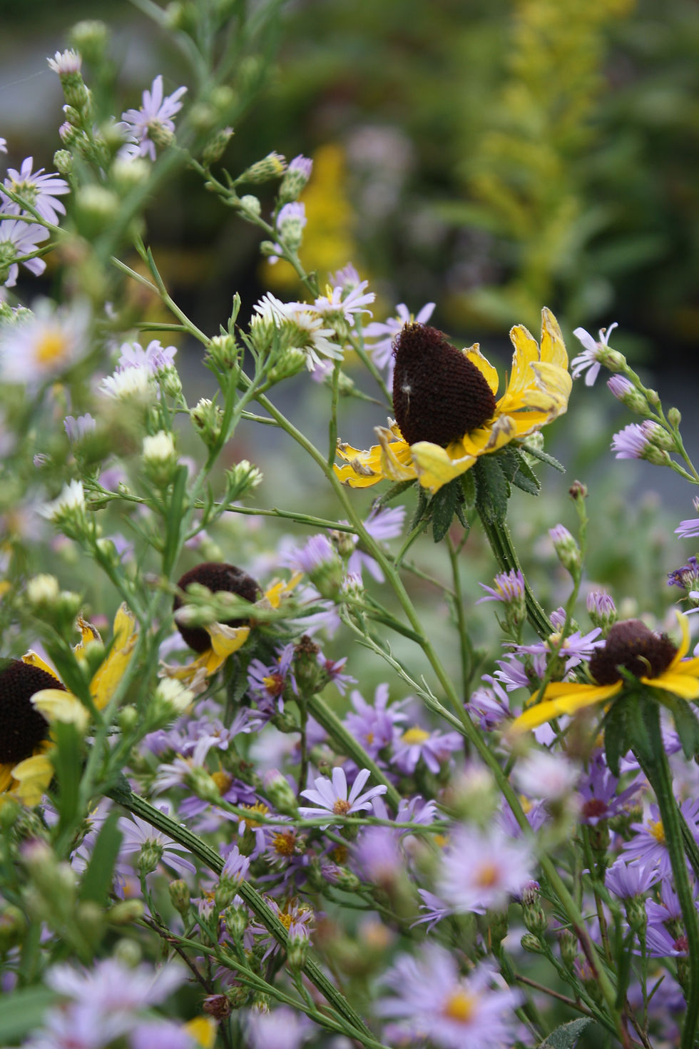 Thumbnail: 1-acre Classic Mesic Tallgrass Prairie 20/20: Seed Mix