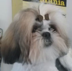 Ciça.jpg