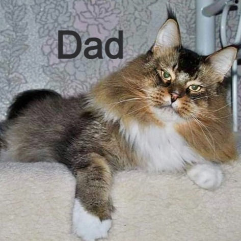 Thumbnail: 915 Hawk (UA) Maine Coon Male kitten
