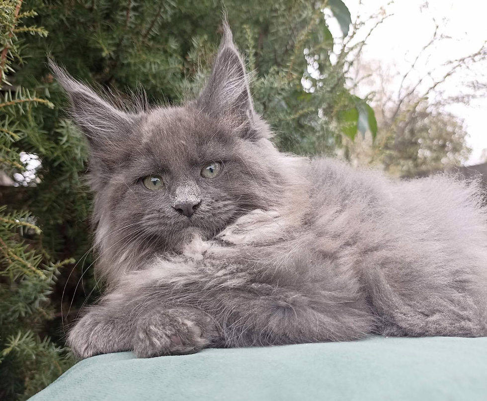 Thumbnail: 788 Nakhal (R) Maine Coon  male kitten