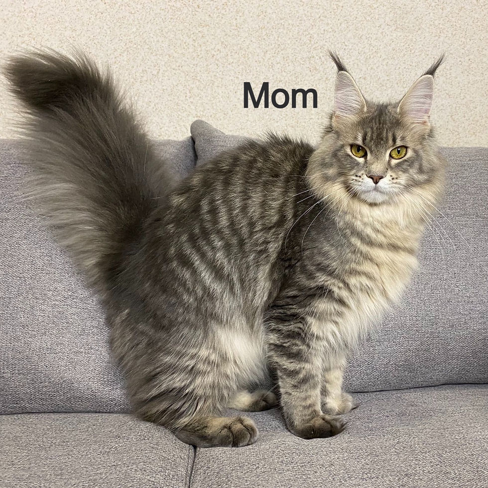 Thumbnail: 915 Hawk (UA) Maine Coon Male kitten
