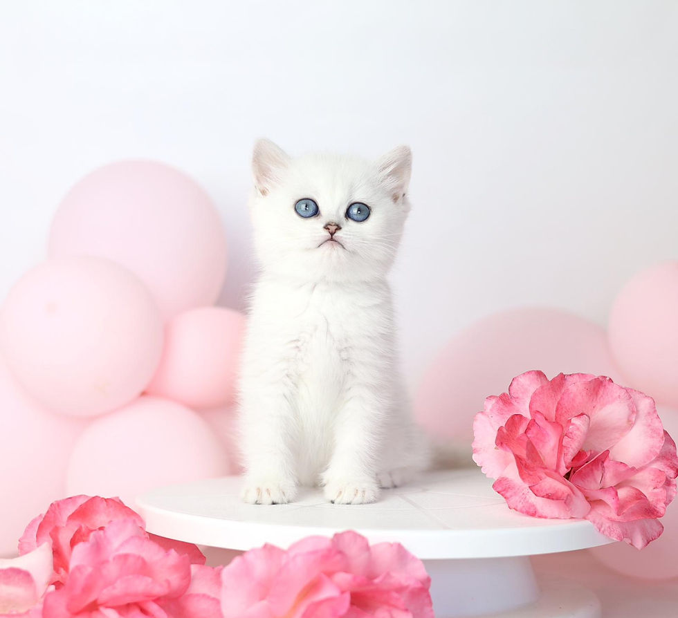 Thumbnail: 811 Natsumi (U) British shorthair female kitten
