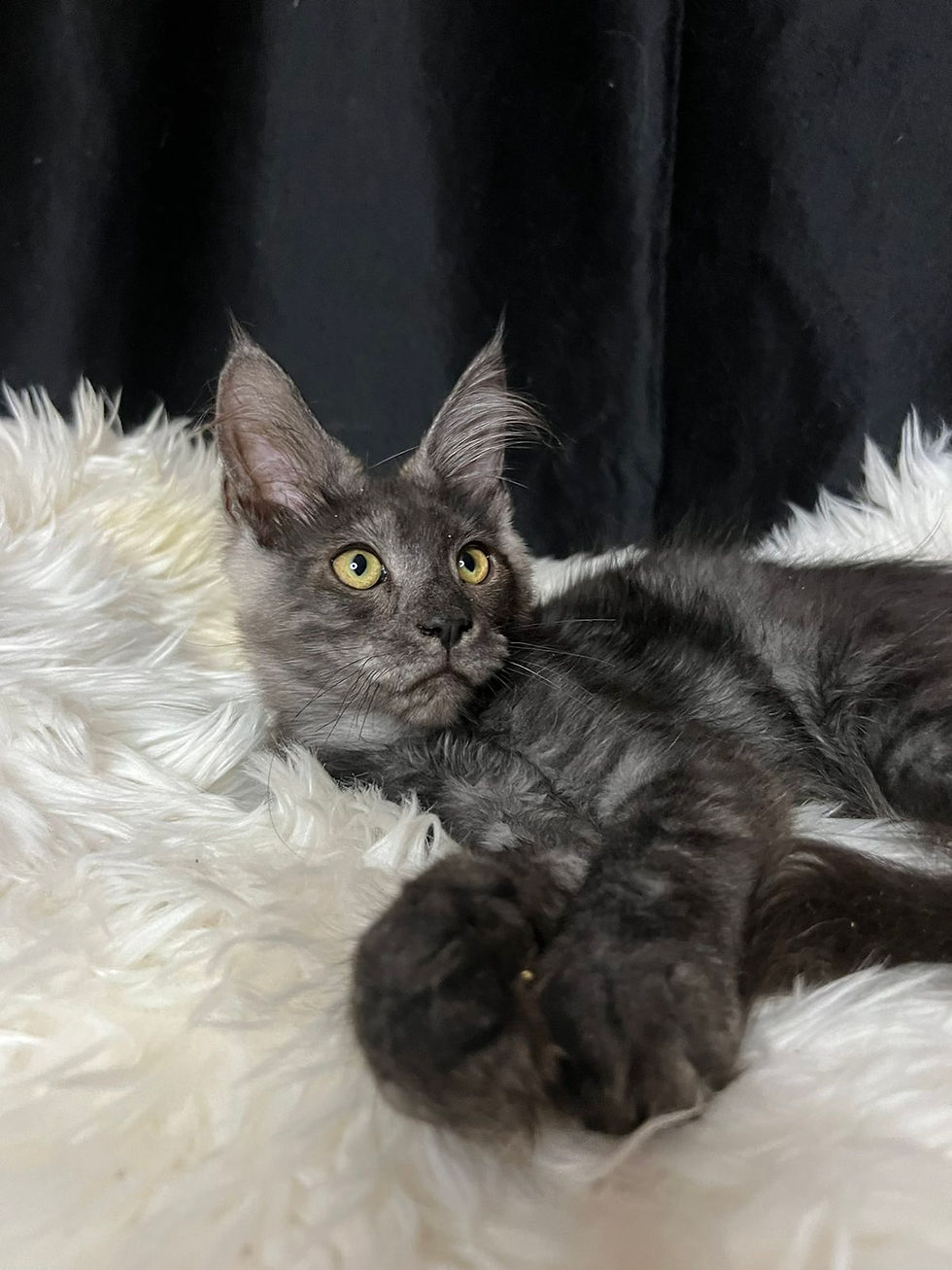 Thumbnail: 690 Zoltan (U) Maine Coon male kitten