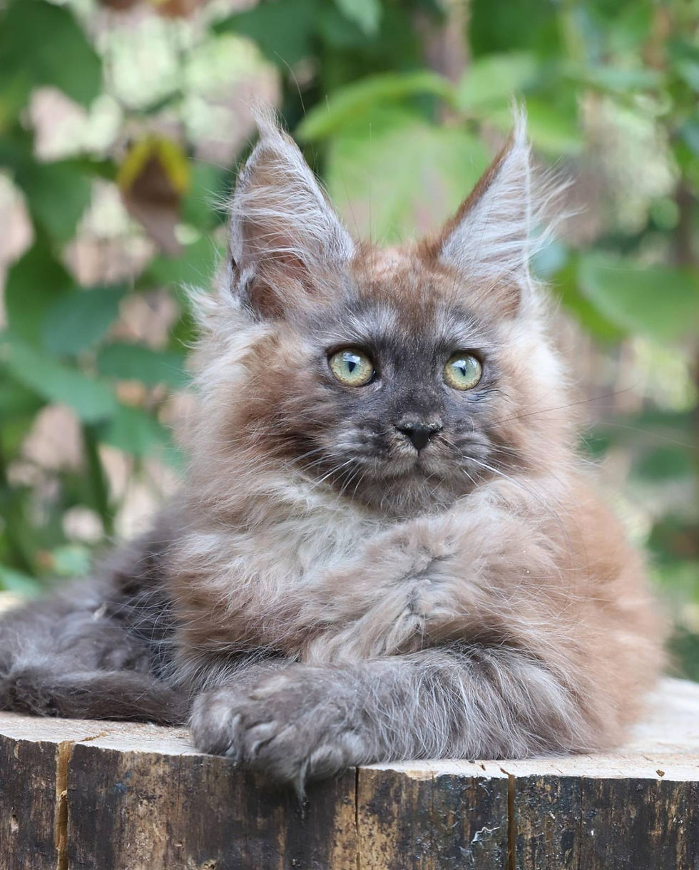 Thumbnail: 683 Masson (U) Maine Coon male kitten