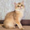 Thumbnail: 943 Assol (U) British shorthair female kitten