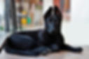 canva-black-german-sheperd-puppy-MADQ5Gd