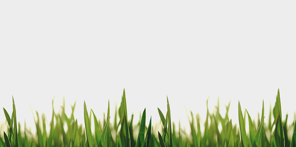 CJRL - Grass image 1.jpg