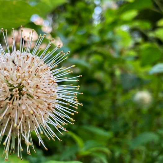 A professional landscaping company transforming outdoor living spaces  for residential and commercial clients in Timonium MD.