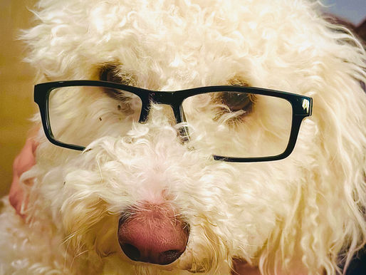 Dogs, Wood Chips and the Dirty Business of Campaigning