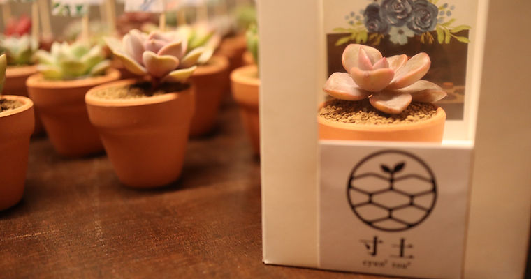 櫥窗透明包裝盒裝着的多肉紅陶花盆盆栽