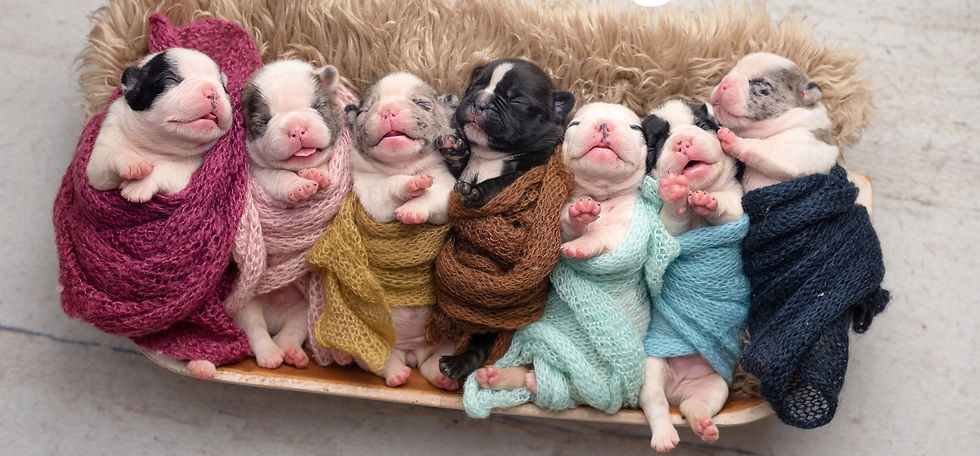 B643B4ED-1E74-429C-BE69-9A359CA3B5F1_1_201_a_edited