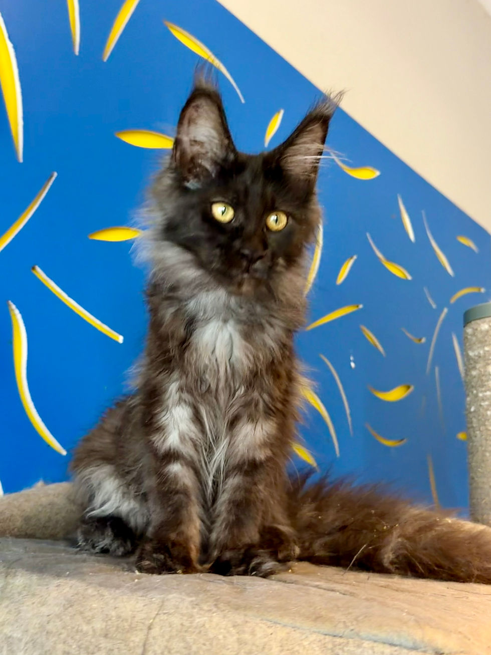 Thumbnail: Black Smoke Female “ Sweetheart “