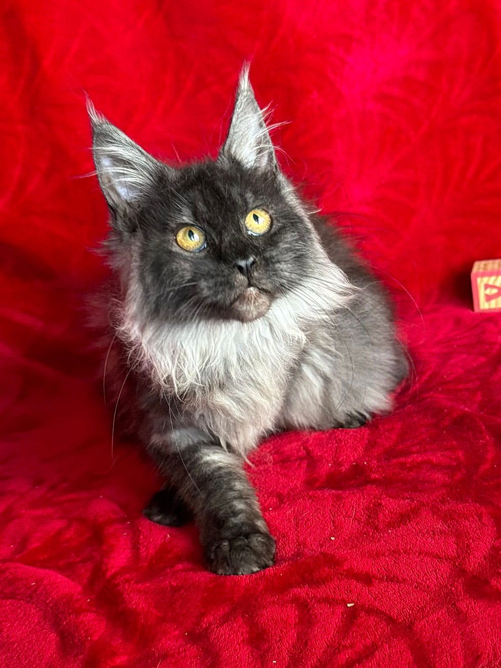 Close-up view of a fluffy Maine Coon cat lounging on a cozy blanket