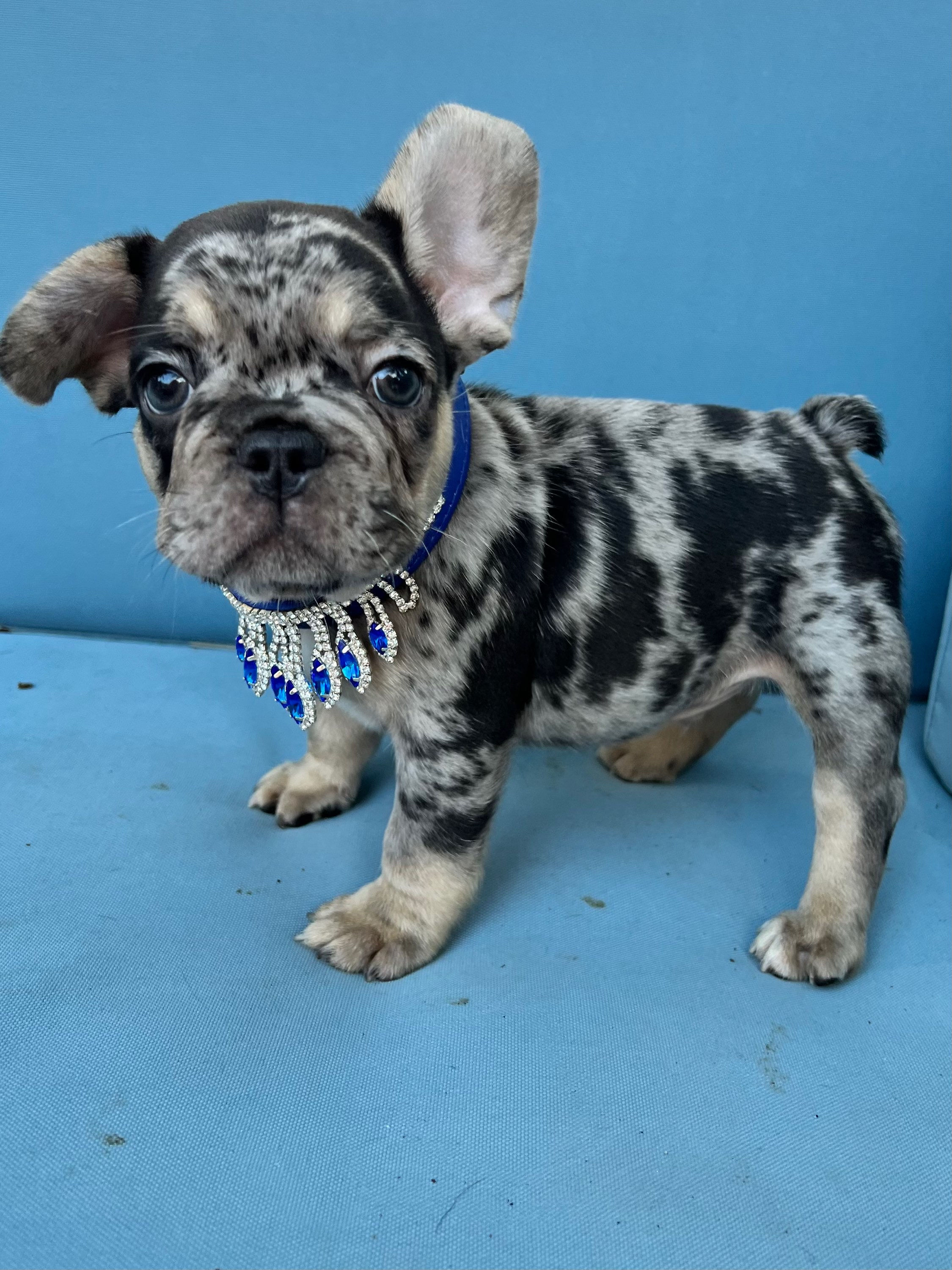 Blue tri Merle male “ Prince Aleksand “