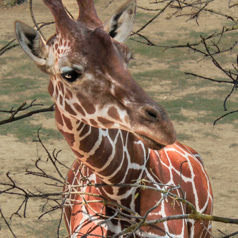 Sigean © 2021 Crapautek photographie (26).jpg