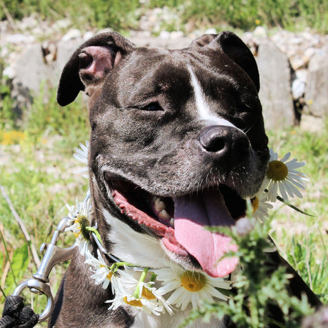 © 2021 Crapautek photographie.