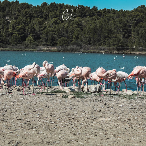 Sigean © 2021 Crapautek photographie (21).jpg