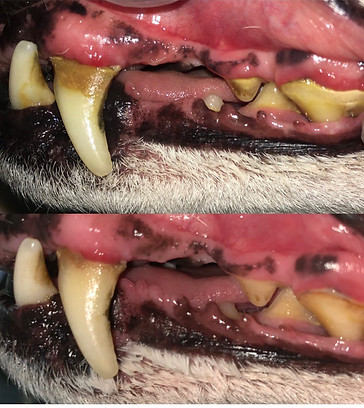 cleany teeth photos.jpg