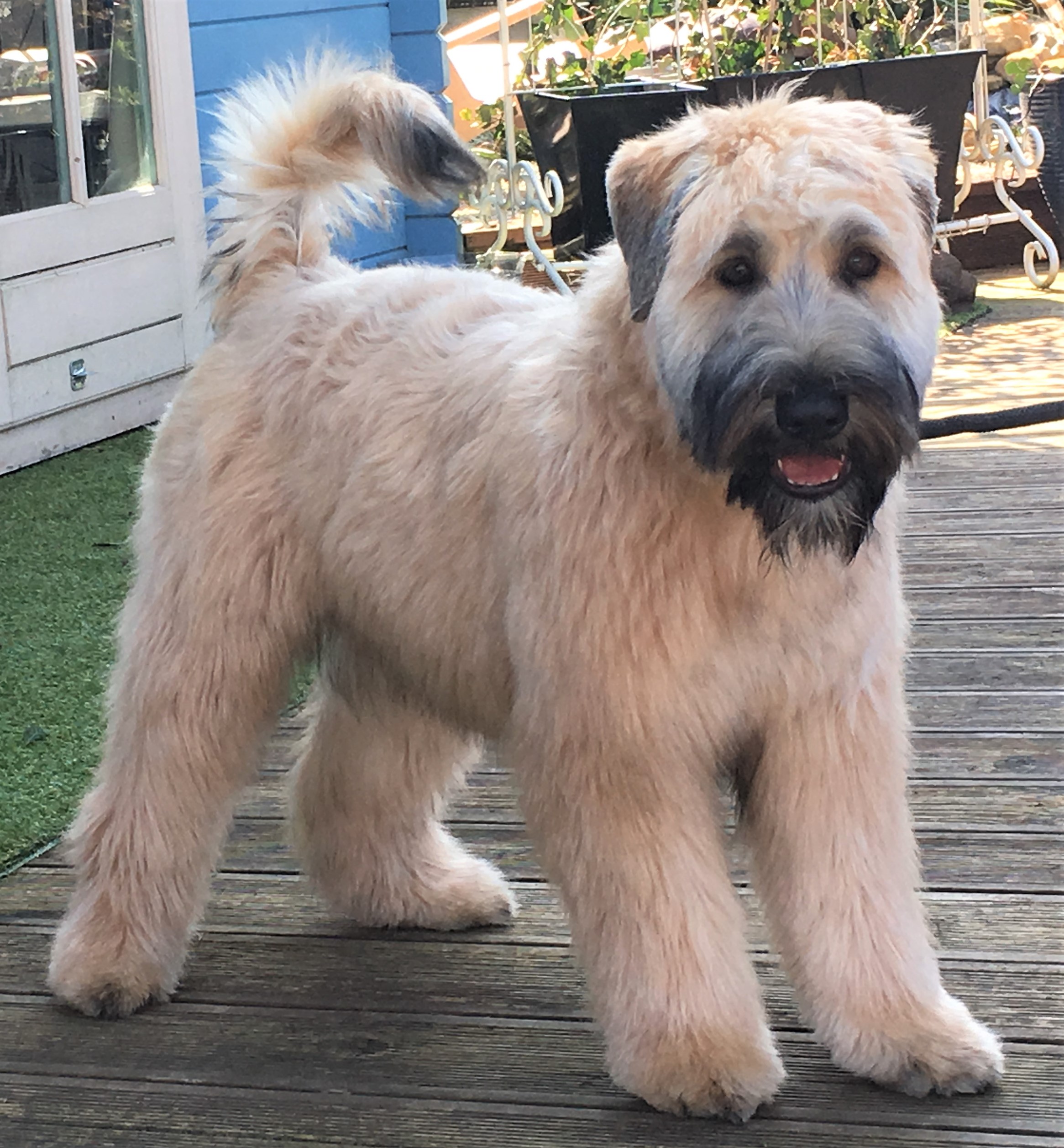 wheaten terrier teddy bear haircut