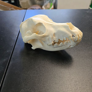 Dog Skull