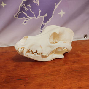 Bernese Mountain Dog Skull
