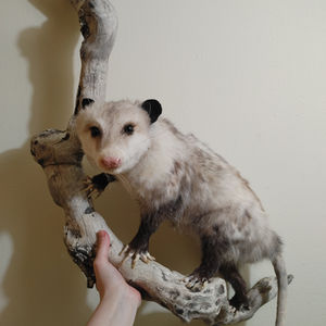 Possum Lifesize Mount