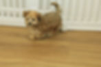 SophieIMG_8851