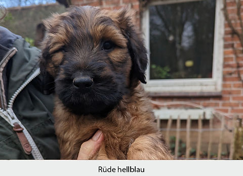Rüde_hellblau_.jpg