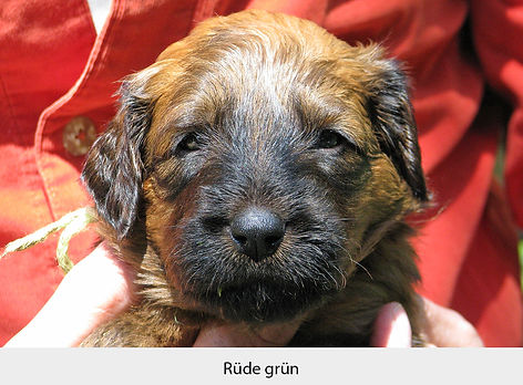 Rüde_grün_IMG_0916.JPG