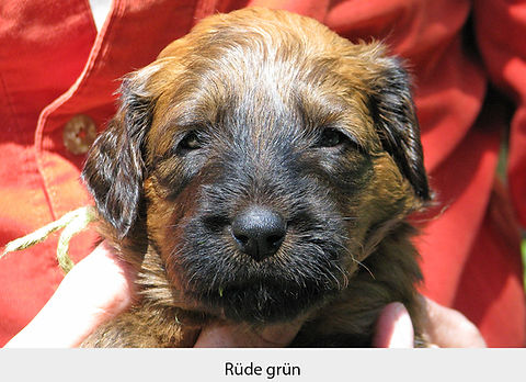 Rüde_grün_IMG_0916.JPG