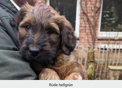 Rüde_hellgrün_.jpg