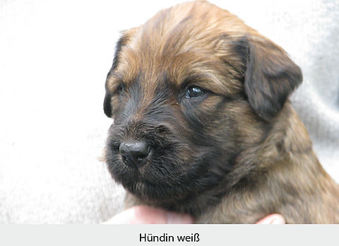 Hündin_weiß.JPG