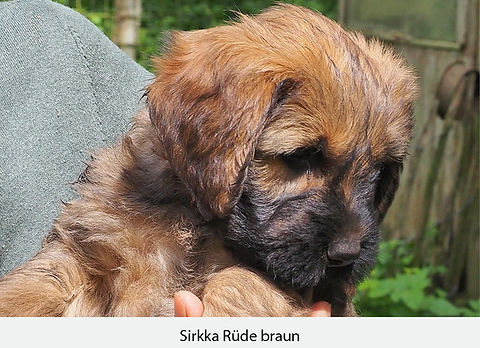 Sirkka_Rüde_braun.jpg