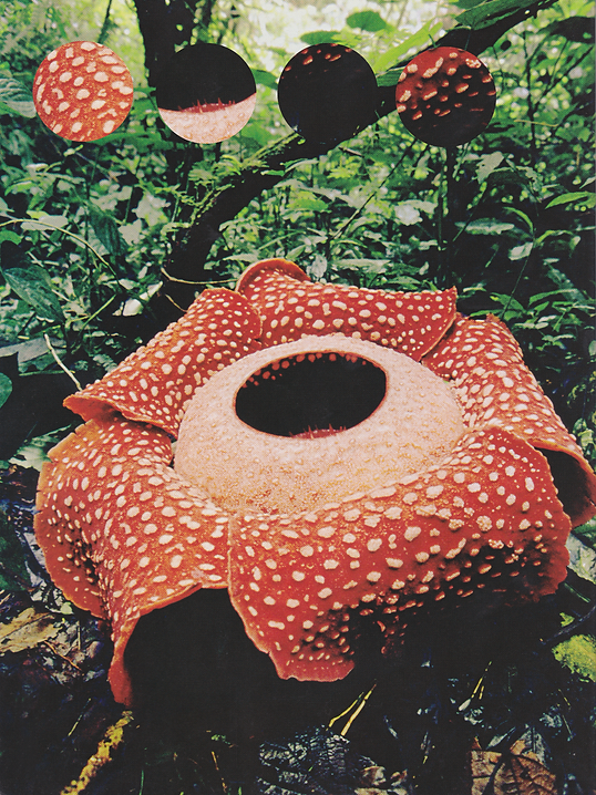 FloweringOfLife (2).PNG