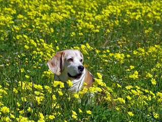 Spring is Here. Bring on the Allergies!