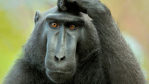 Crafty Monkey’s FAQs!